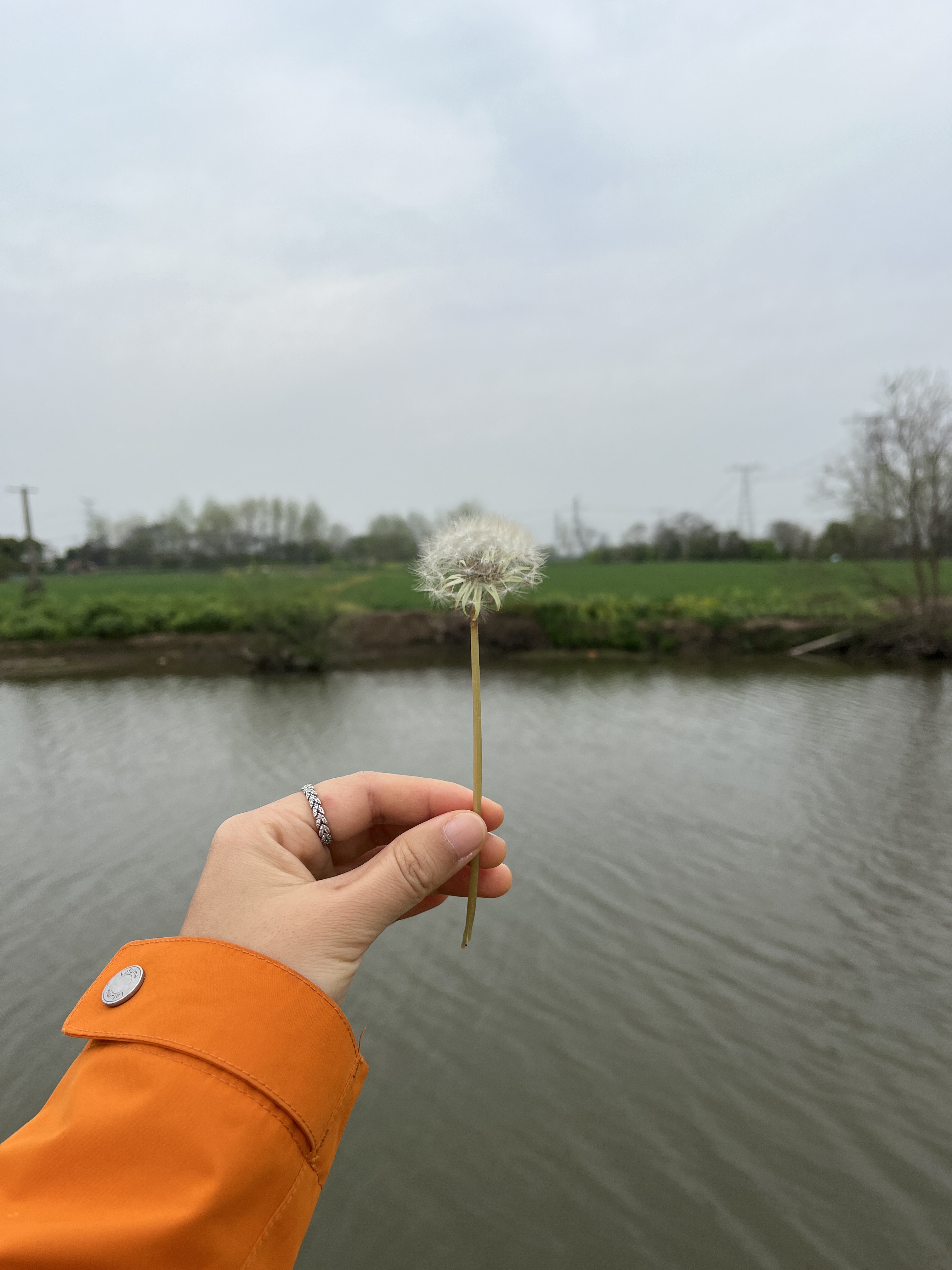 Falls making a wish on a dandelion.