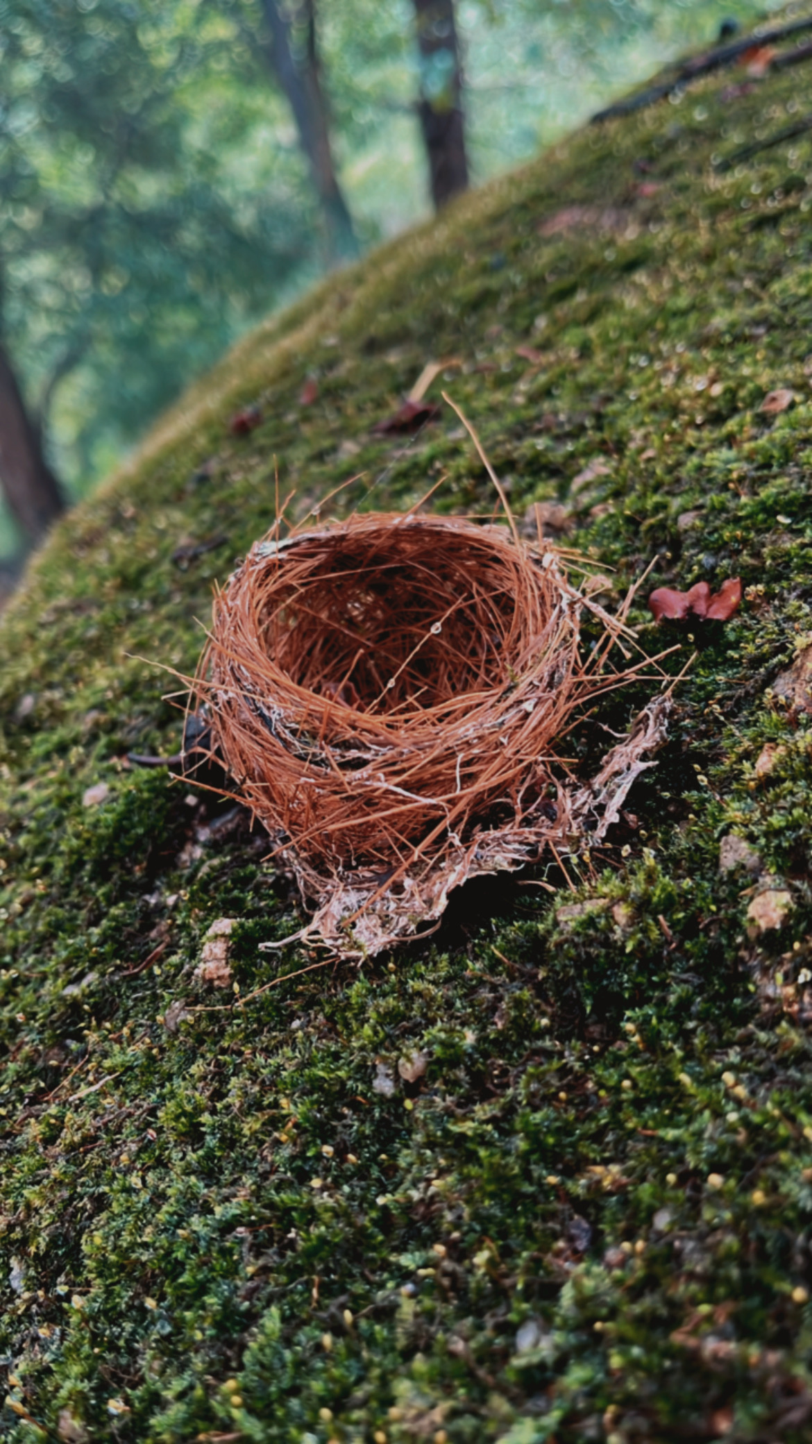 Bird nest discovered on a stone