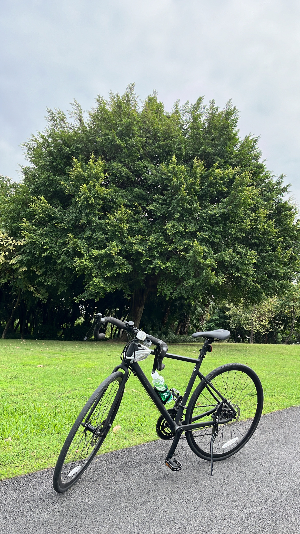 My Bike and My Tree