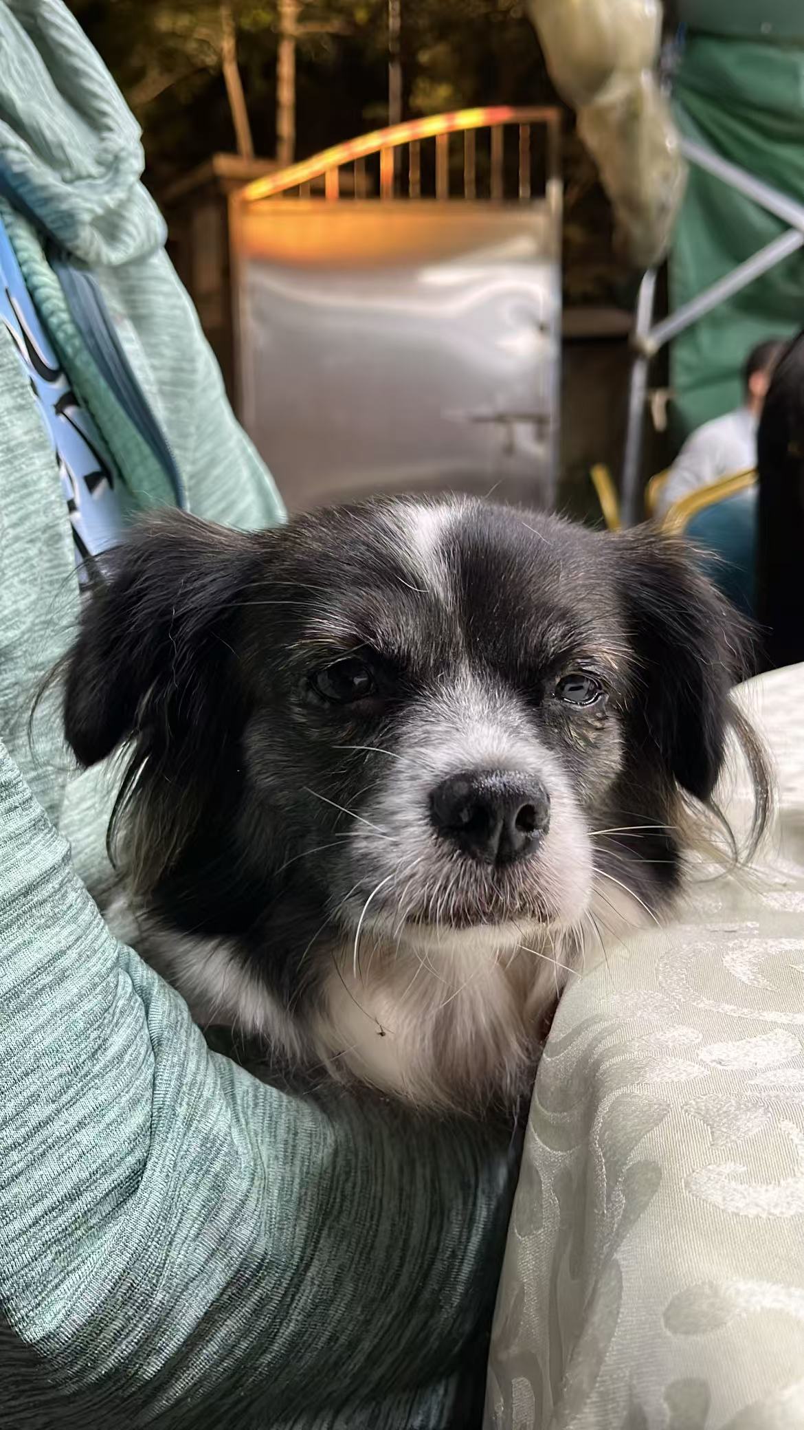 doggie