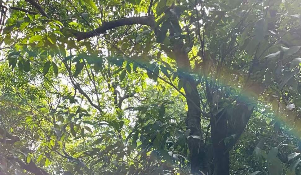 Sunlight filtering through the branches of trees, with a rainbow effect shining through the leaves.