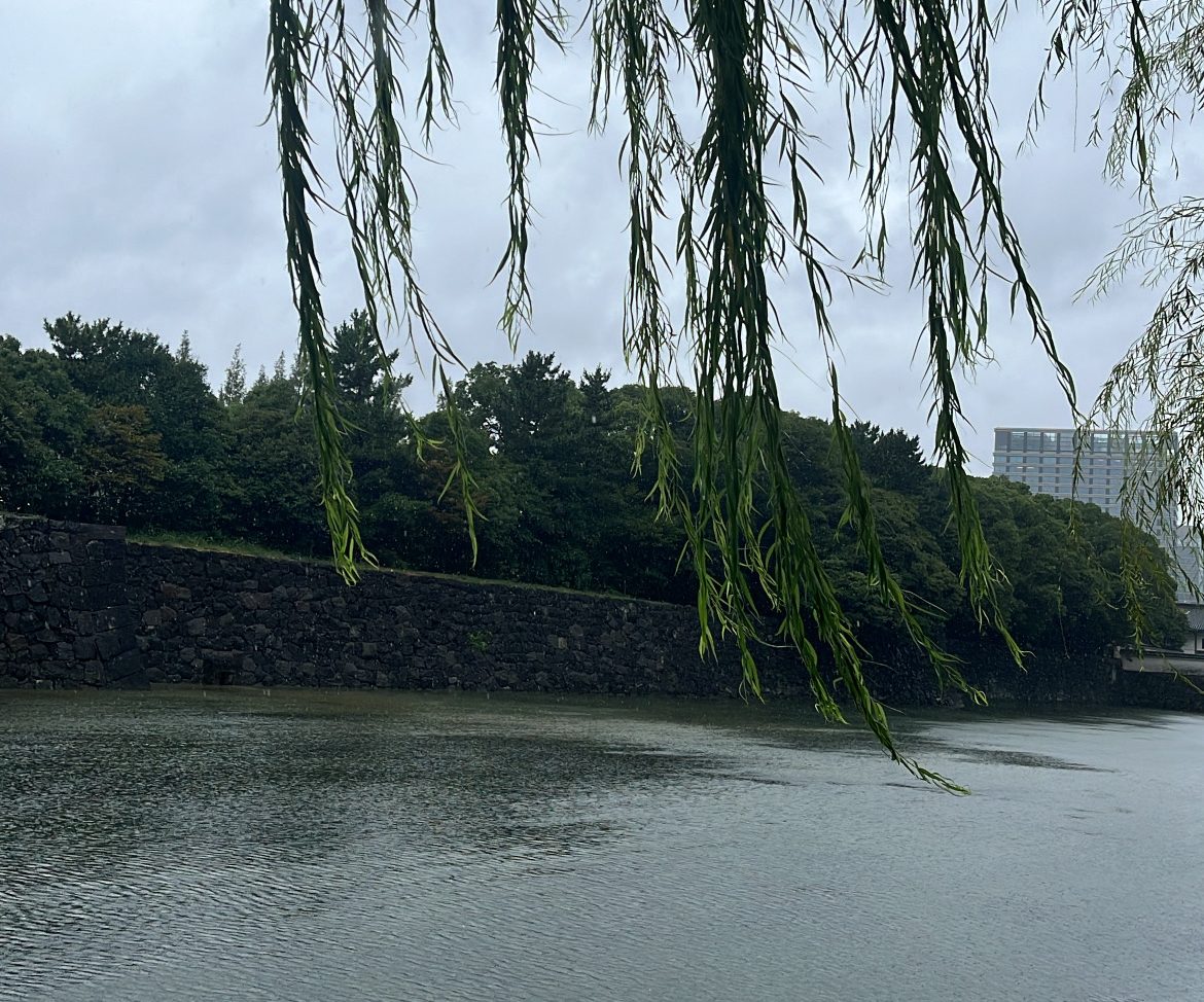 Willow tree dancing in the wind.