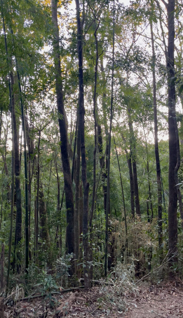 So many trees in the wild