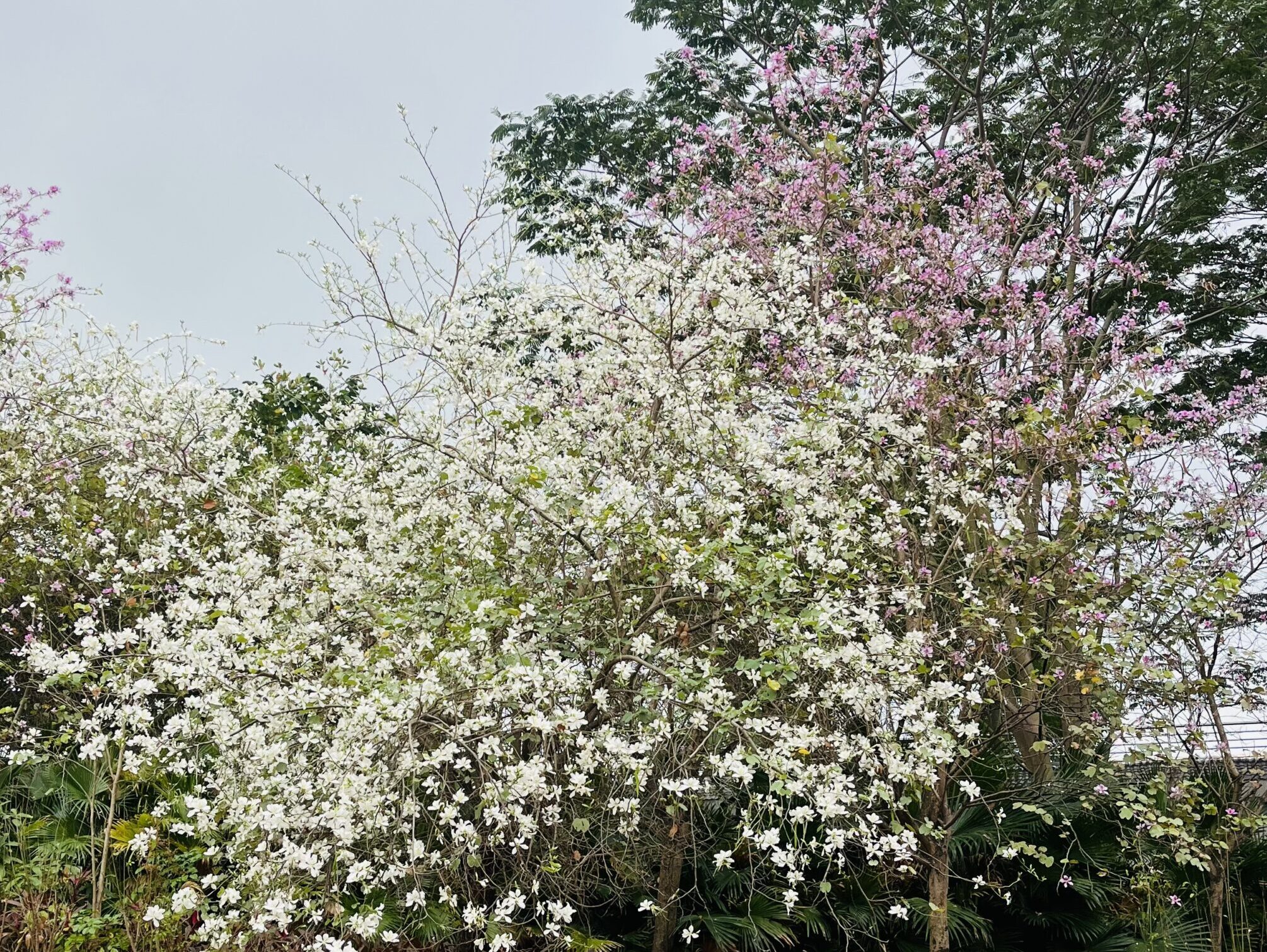 Spring blossoms