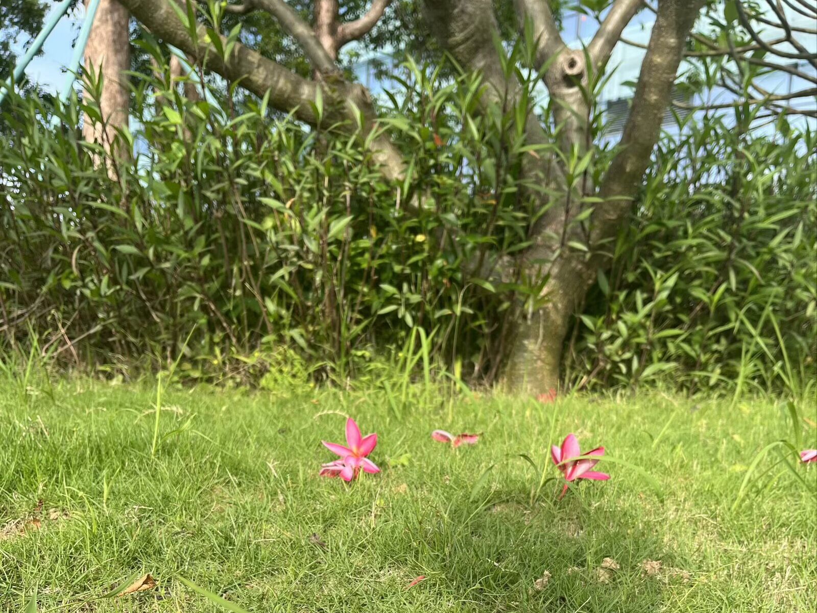 Red plumeria (frangipani) flowers scattered on green grass