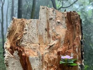 A purple flower placed on a broken tree trunk, showing a small moment of beauty found in nature.