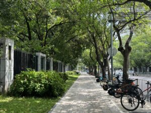 A quiet tree-lined street on a sunny afternoon