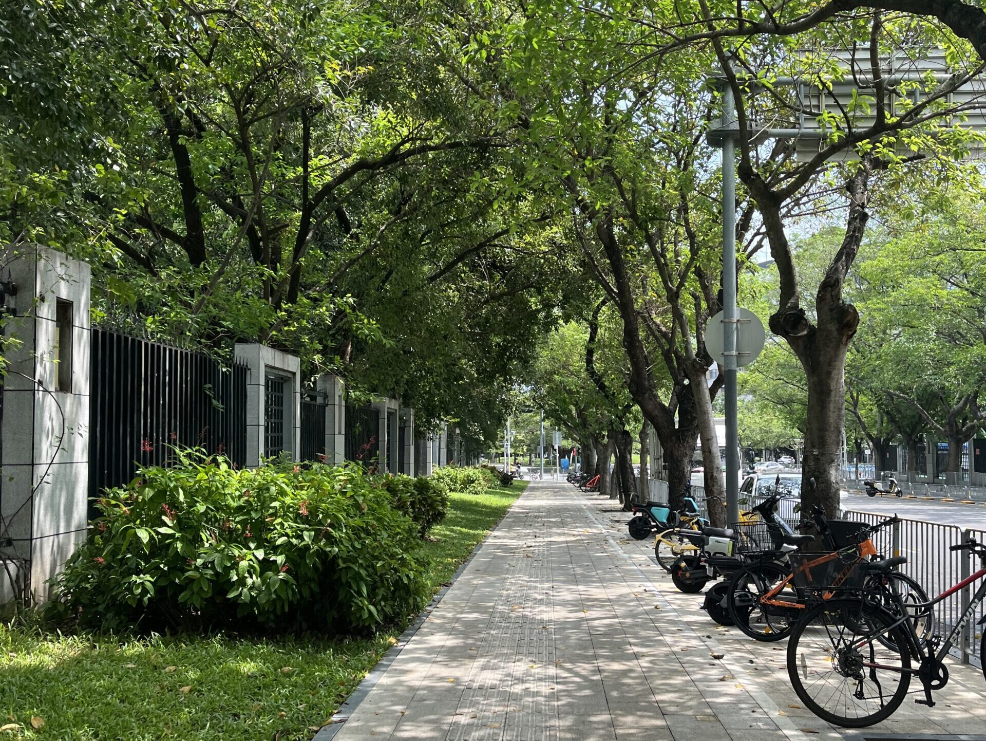 A quiet tree-lined street on a sunny afternoon
